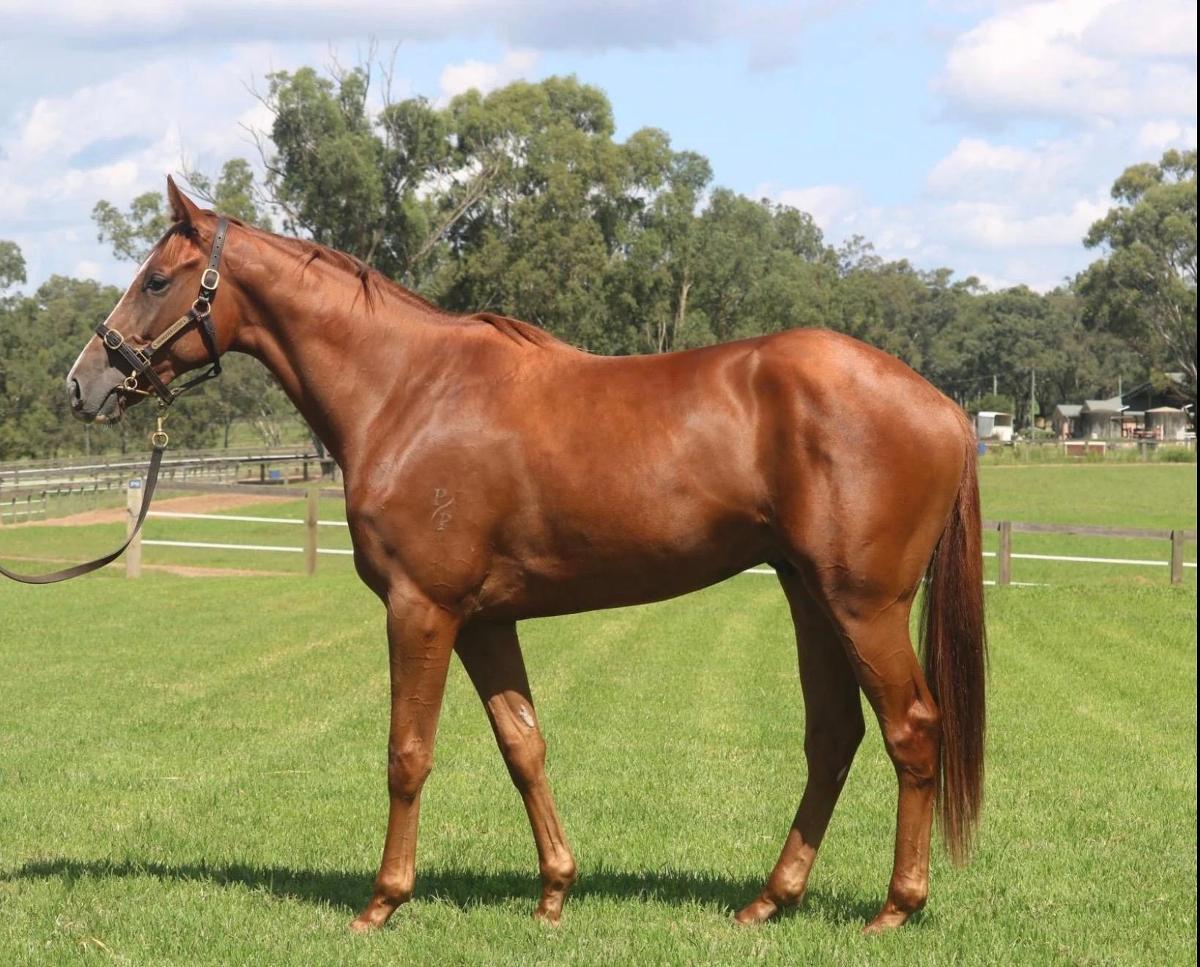 horse-image