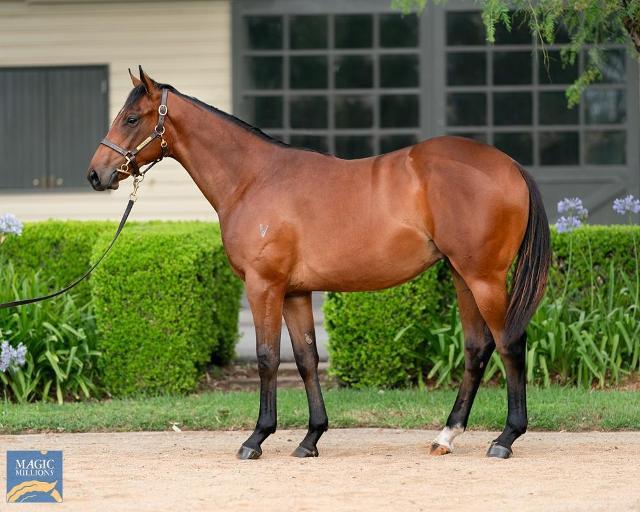 horse-image