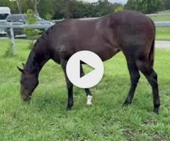 Spirit of Boom x Marluccio Filly