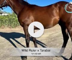 Wild Ruler x Tarabai
