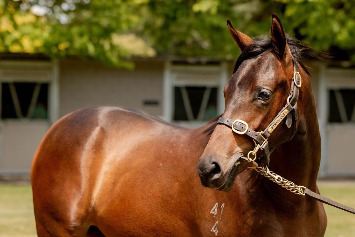 Ardrossan x Bestlegsintown Filly