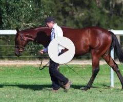 Zousain / Written Verse Filly '23