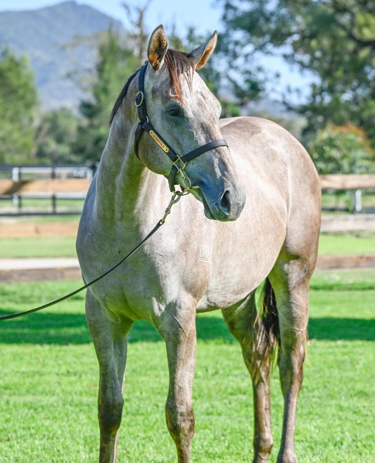 Profiteer x Saluting