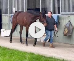 Harry Angel x Kings Brook