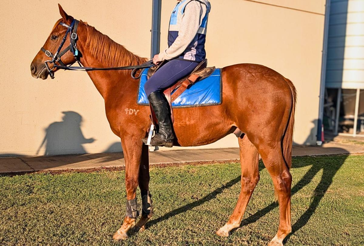 horse-image
