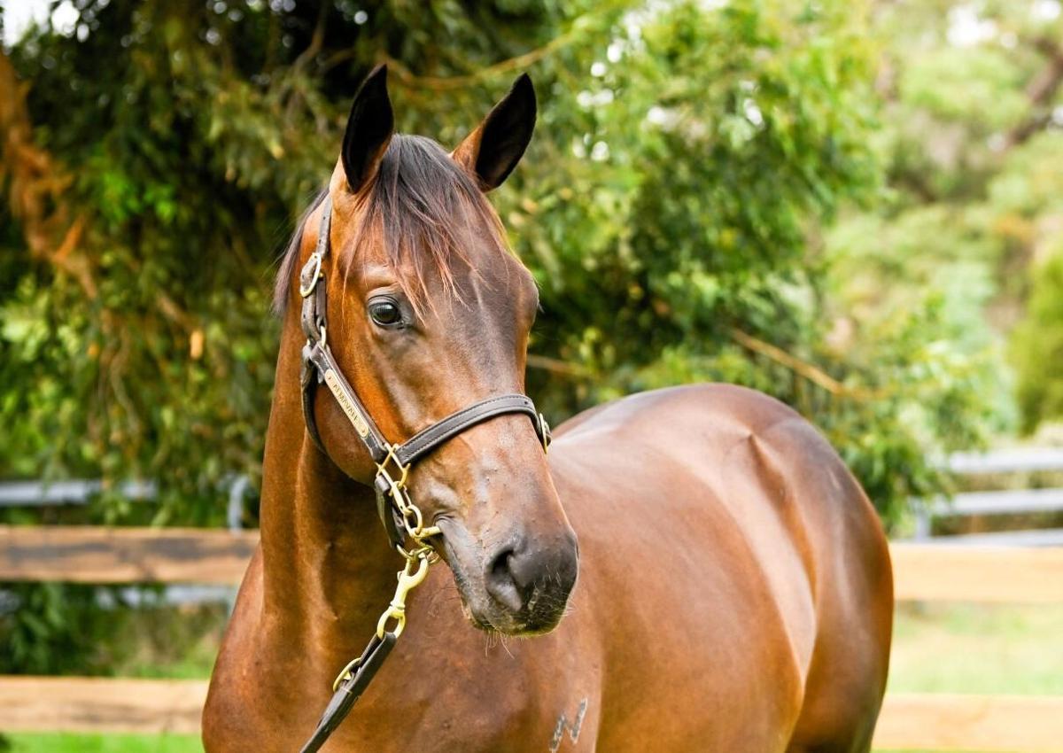 I Am Invincible x Prospect Park