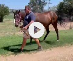 Enchaanted - For Lease