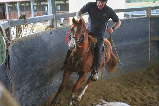 Street Boss x Ariege ‘23 Filly