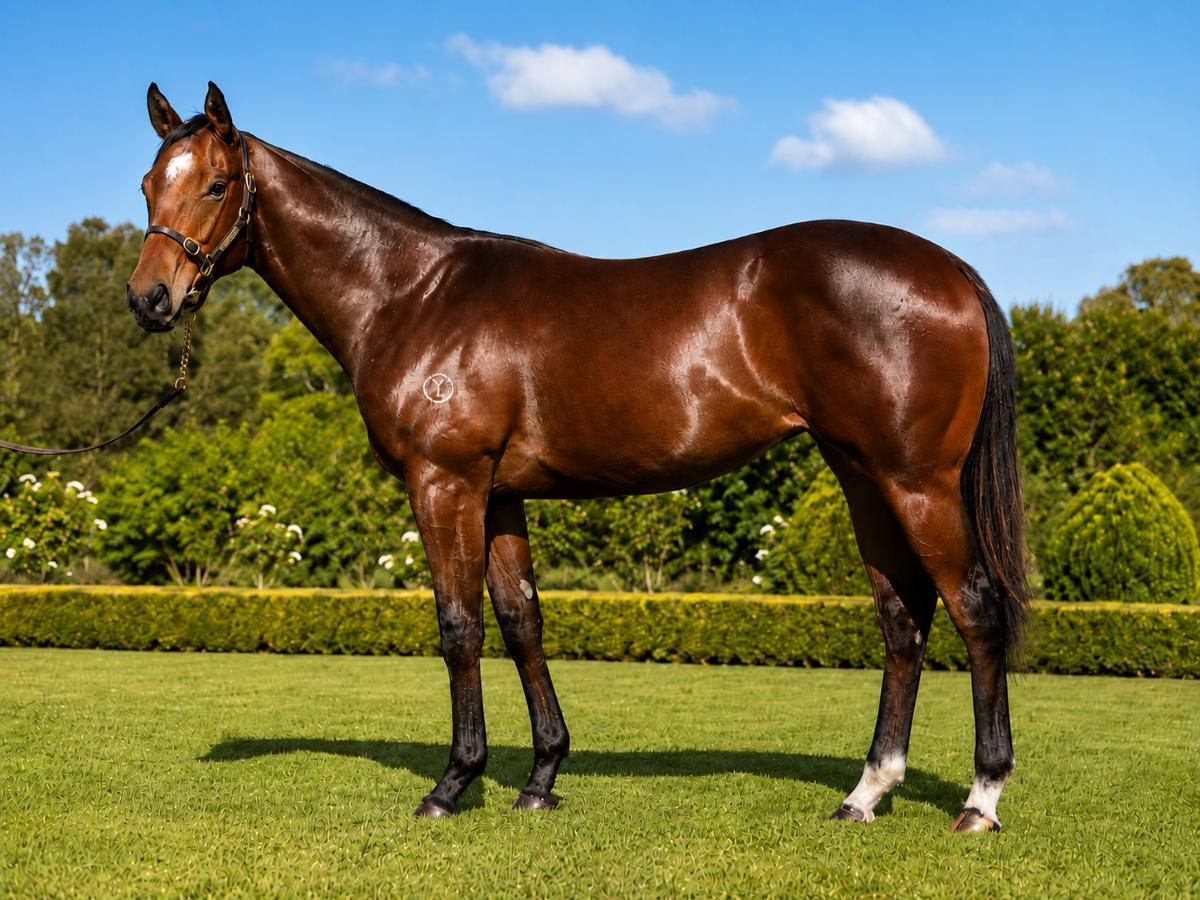 horse-image