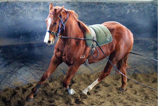 Street Boss x Ariege ‘23 Filly