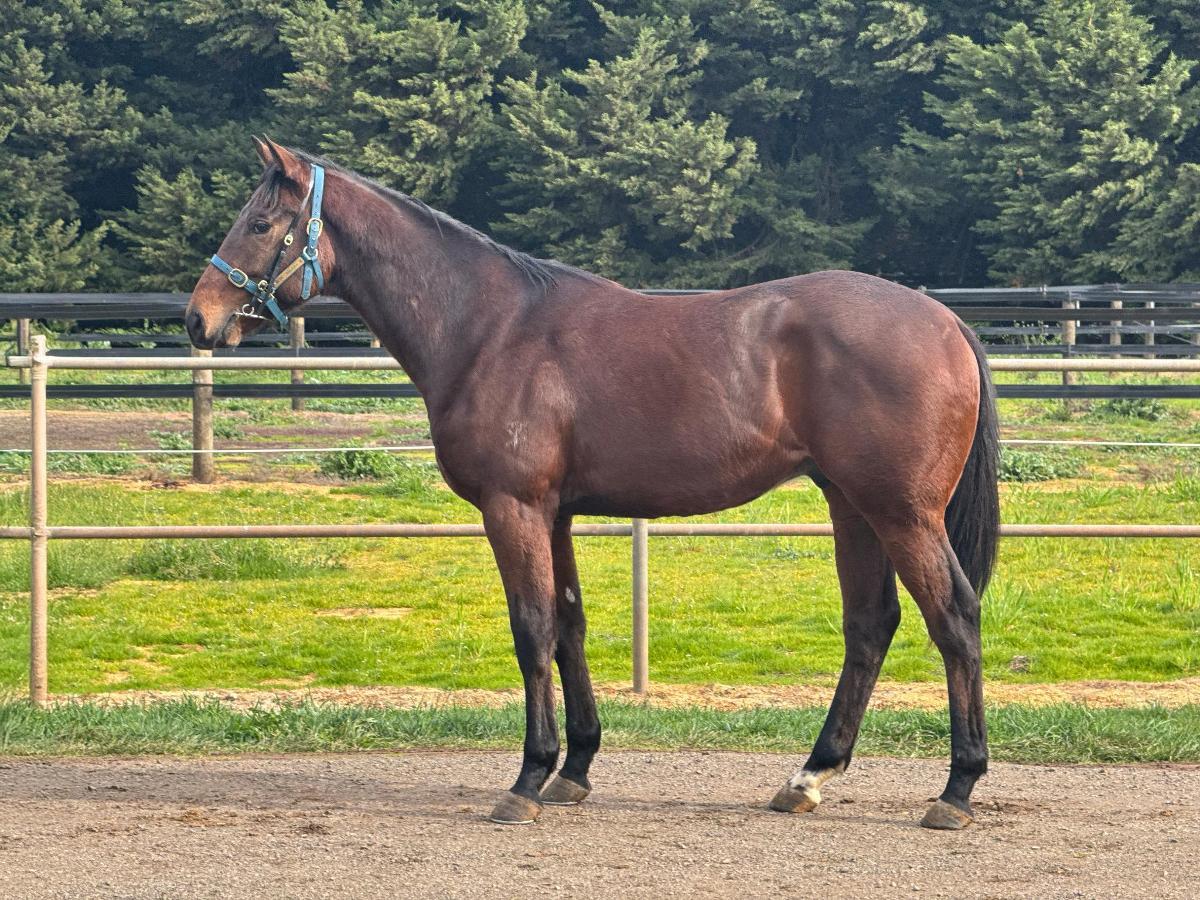 horse-image
