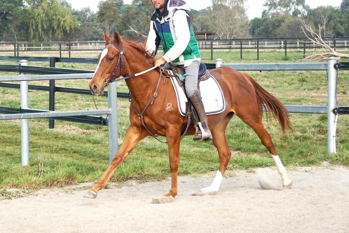horse-image