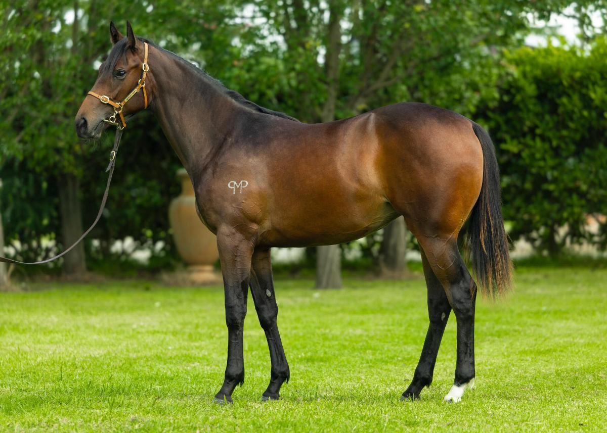 horse-image
