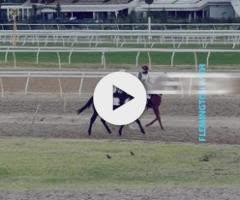 Pierro x Letsdothis Filly