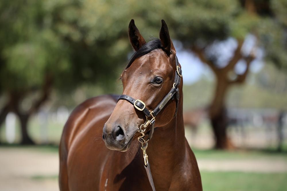 Best of Bordeaux x The Amazing Tahlia Filly '24