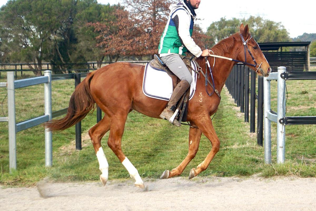 Ghaiyyath x Scout Finch Filly