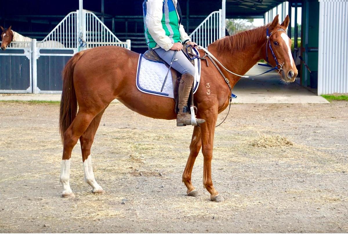Ghaiyyath x Scout Finch Filly