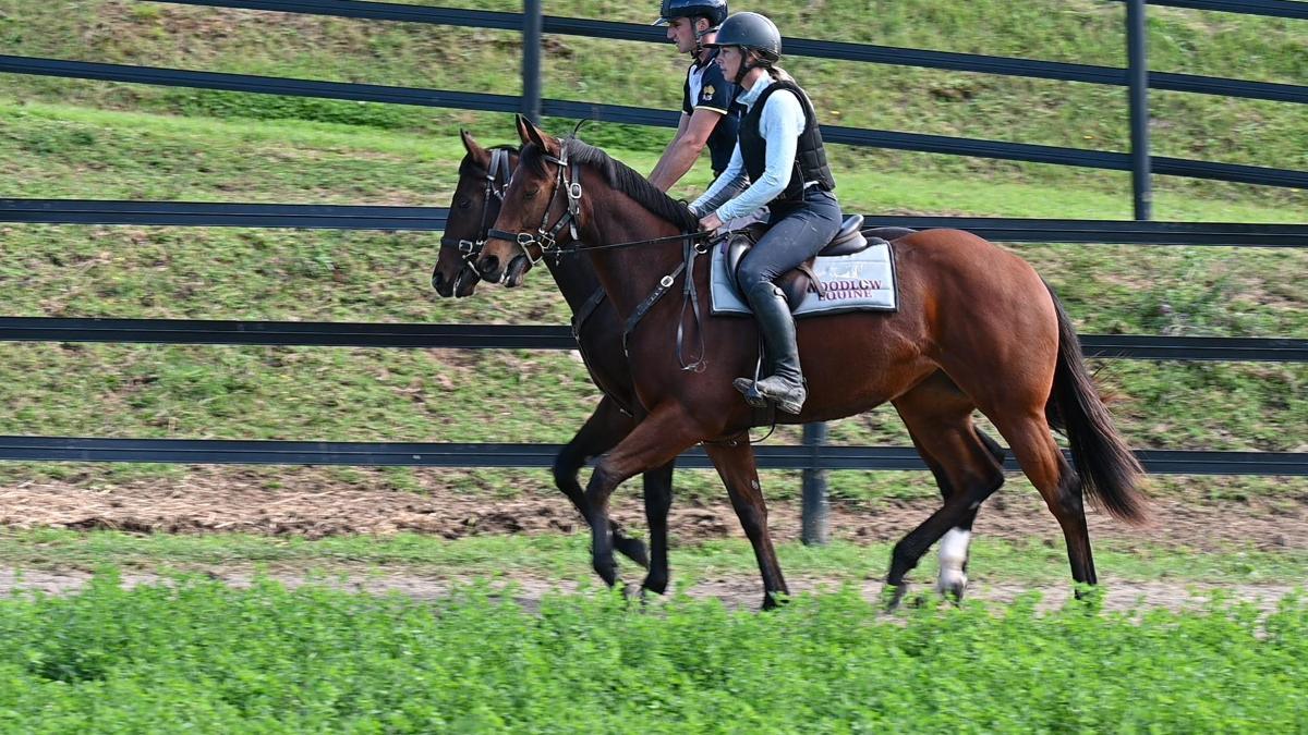 Hellbent x Crimson Rush filly