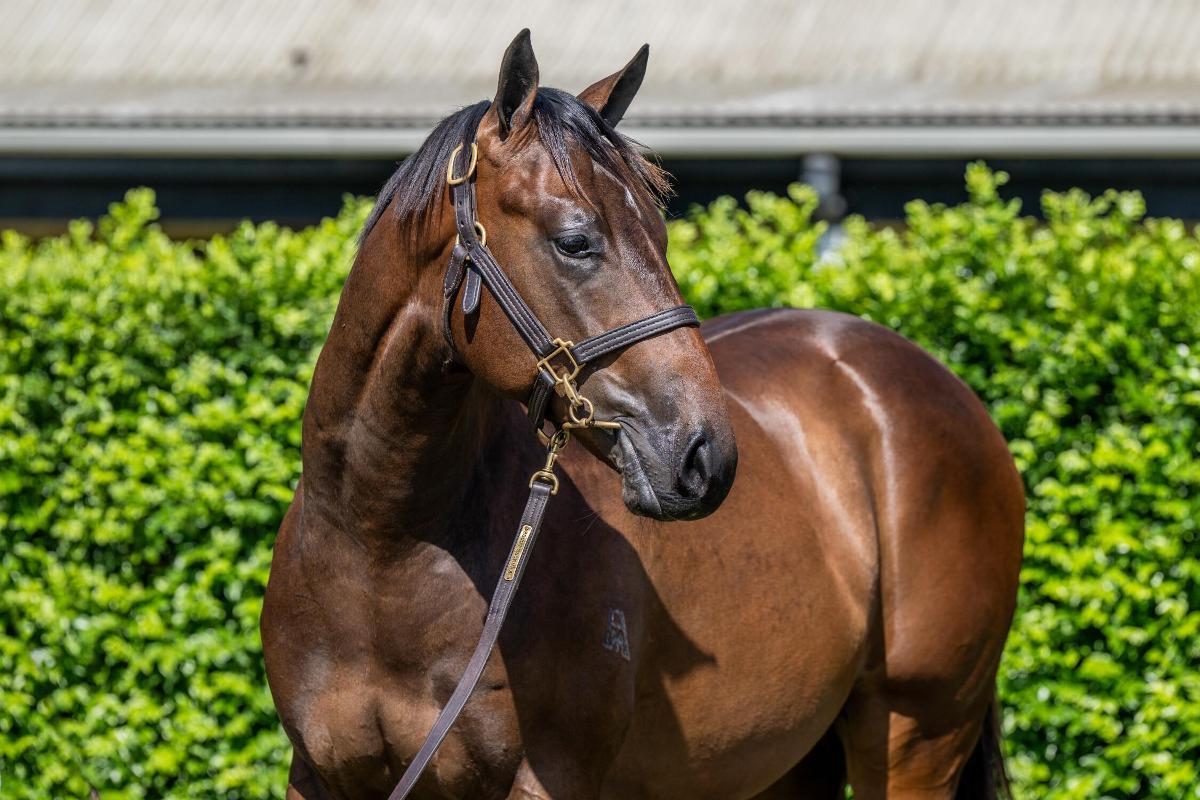 Hitotsu x Euro Chic Colt '24