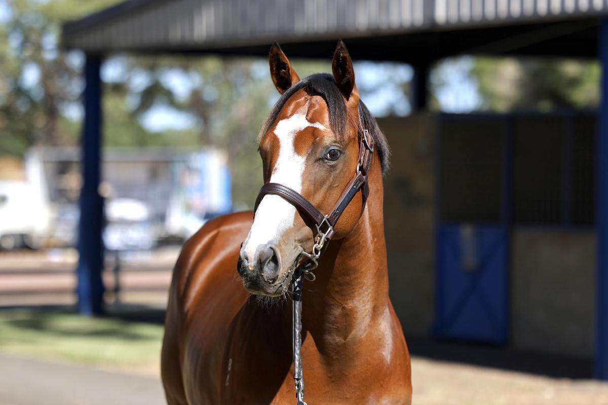 horse-image