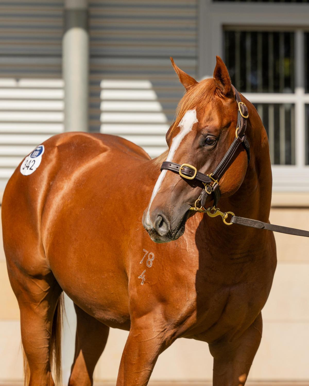 Snitzel x I Am Queen