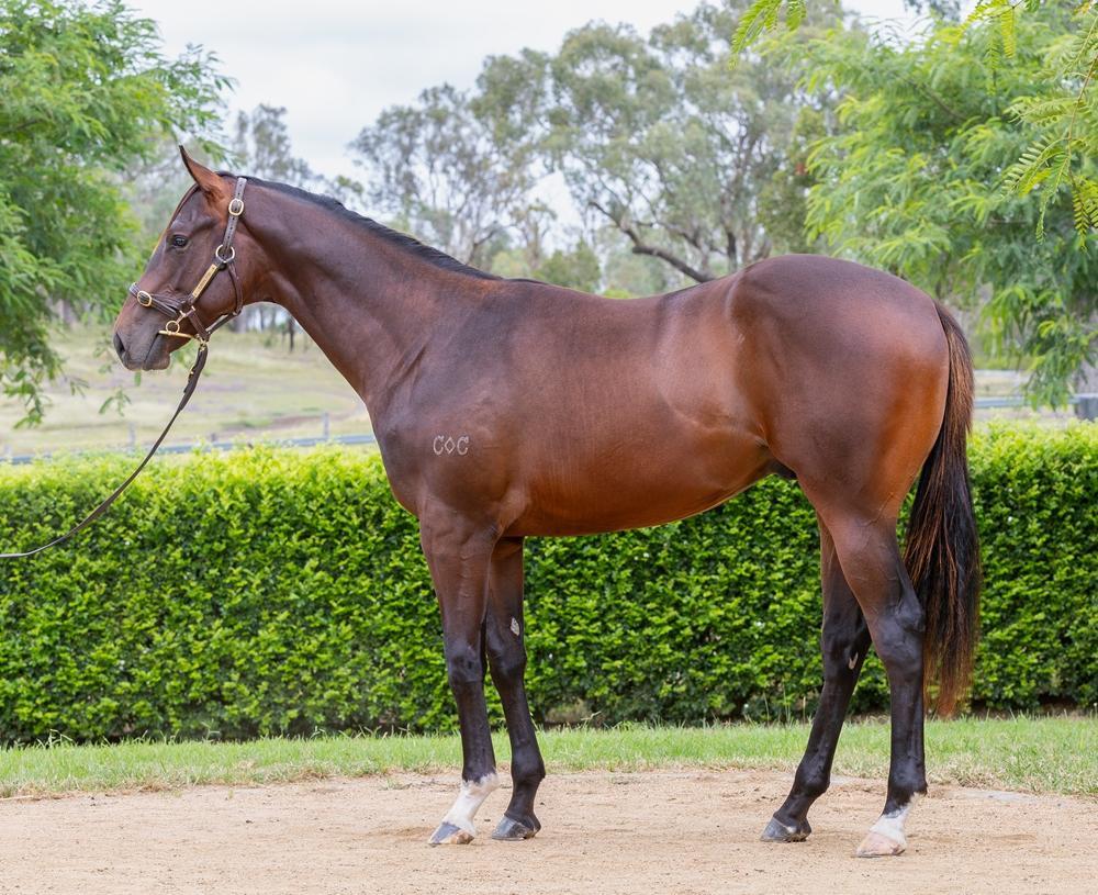 horse-image