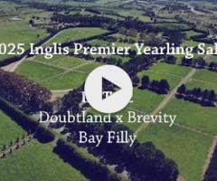 Doubtland / Brevity Filly '23