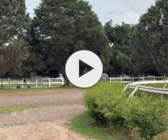 Wild Ruler x Slice Of Class