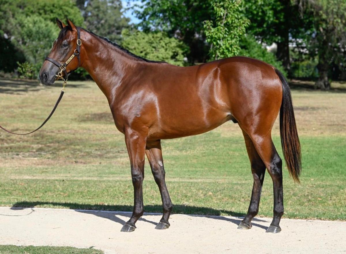 horse-image