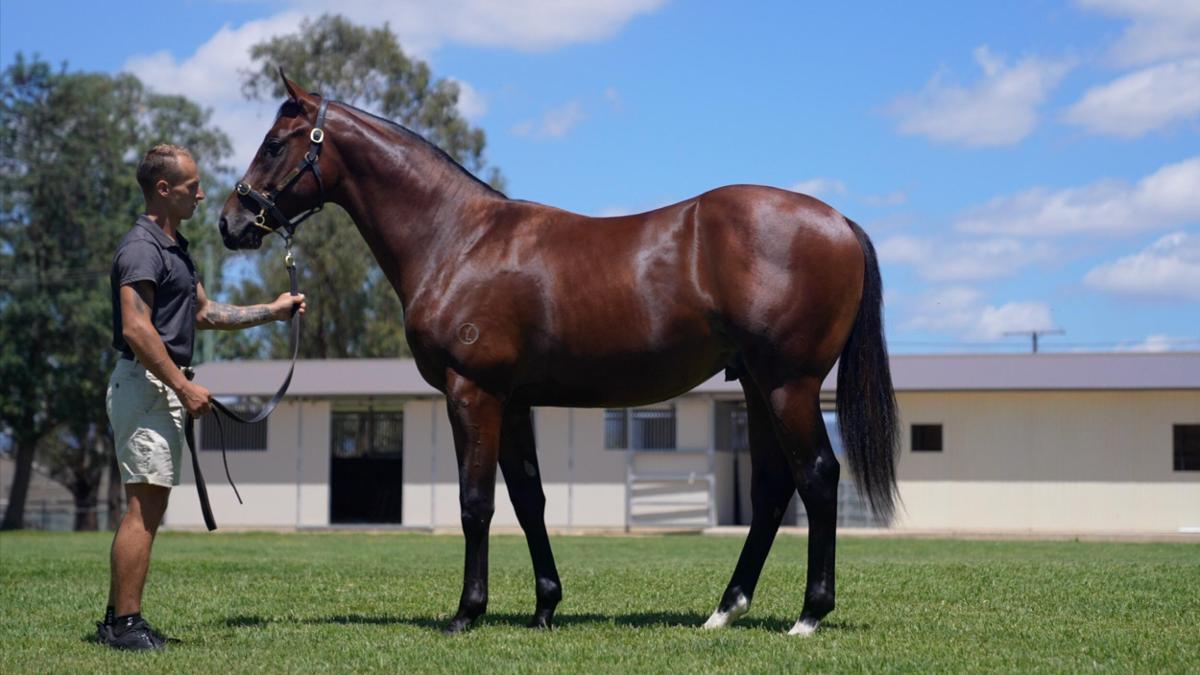 Alabama Express x Shamar