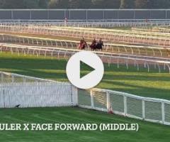 Wild Ruler x Face Forward filly