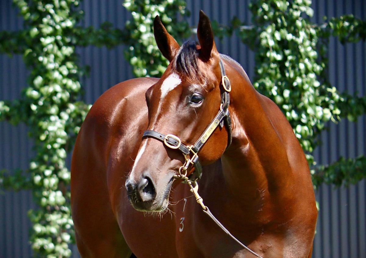 Wootton Bassett / Visenya 23 Filly