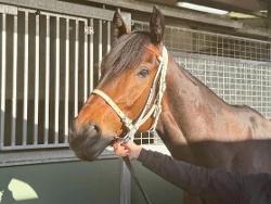 horse-image