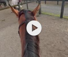 Castelvecchio filly X Charm School