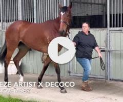 Trapeze Artist x Decoco