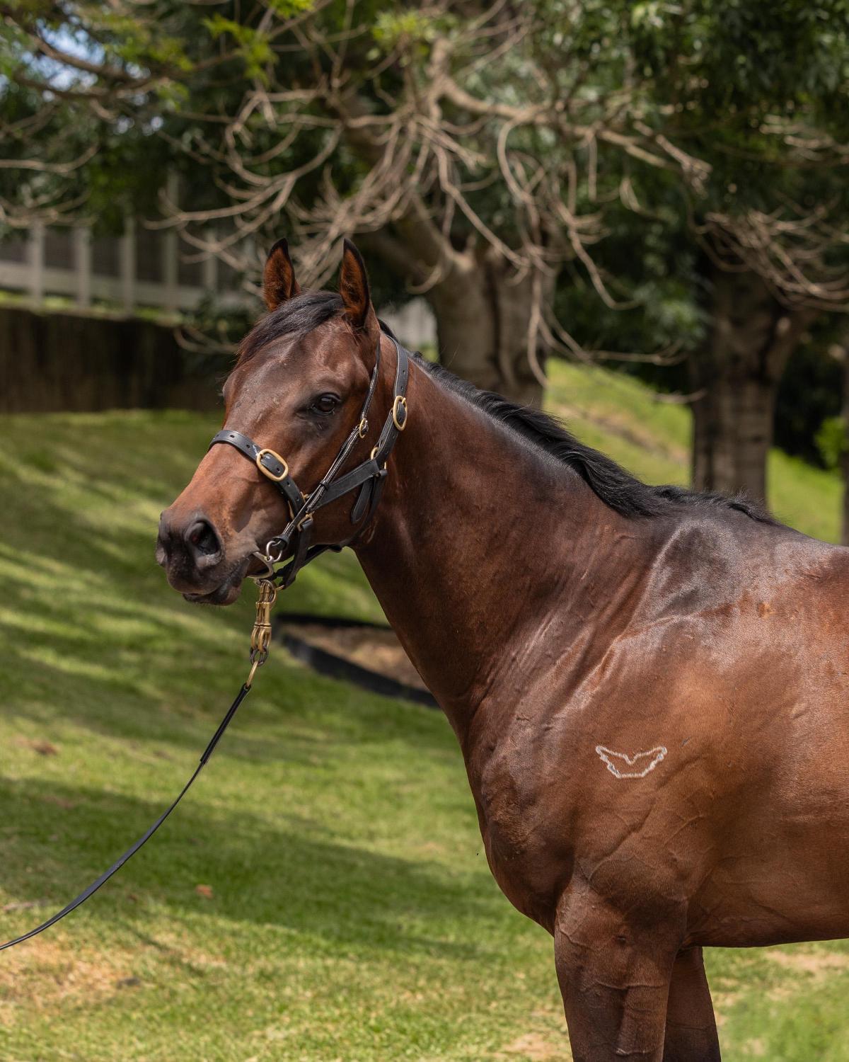 Pinatubo/Teramia '23