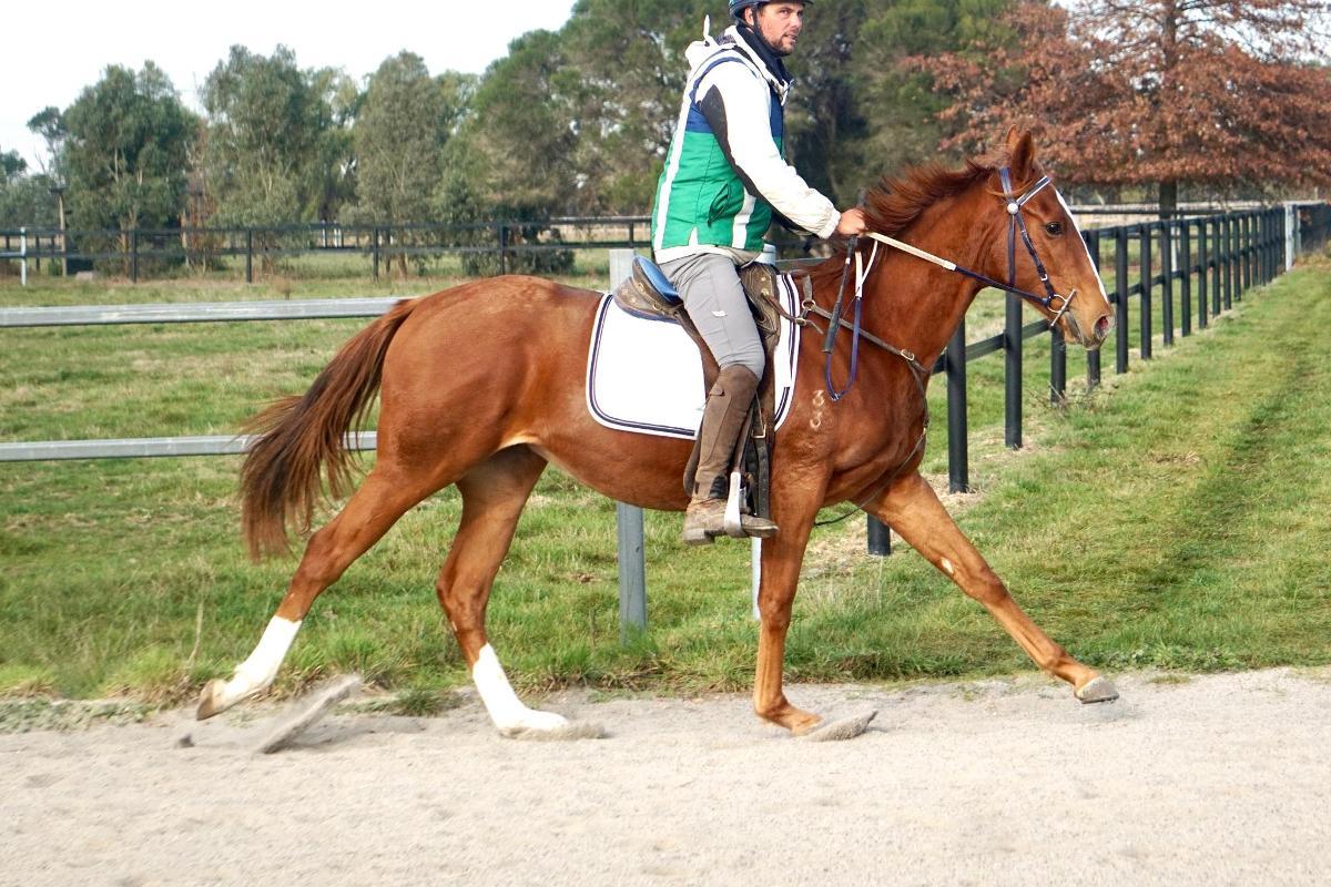 Ghaiyyath x Scout Finch Filly
