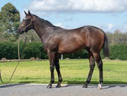 Alabama Express x Riduna Colt '24