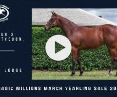 Wild Ruler x Scarlet Tycoon 24' filly