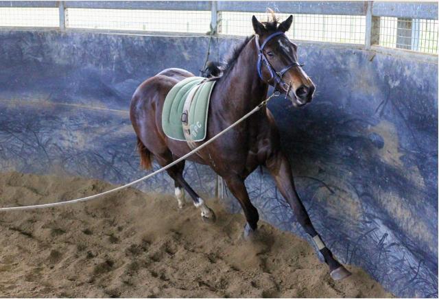 North Pacific x Wolfsburg Filly ‘23