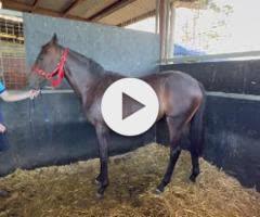 Royal Meeting x Lincolns Sunset Filly