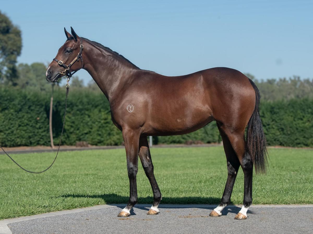 Alabama Express x Magical Mist 24F