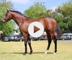 Palace Pier x Pica Pica Gelding