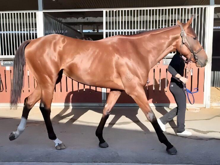 horse-image