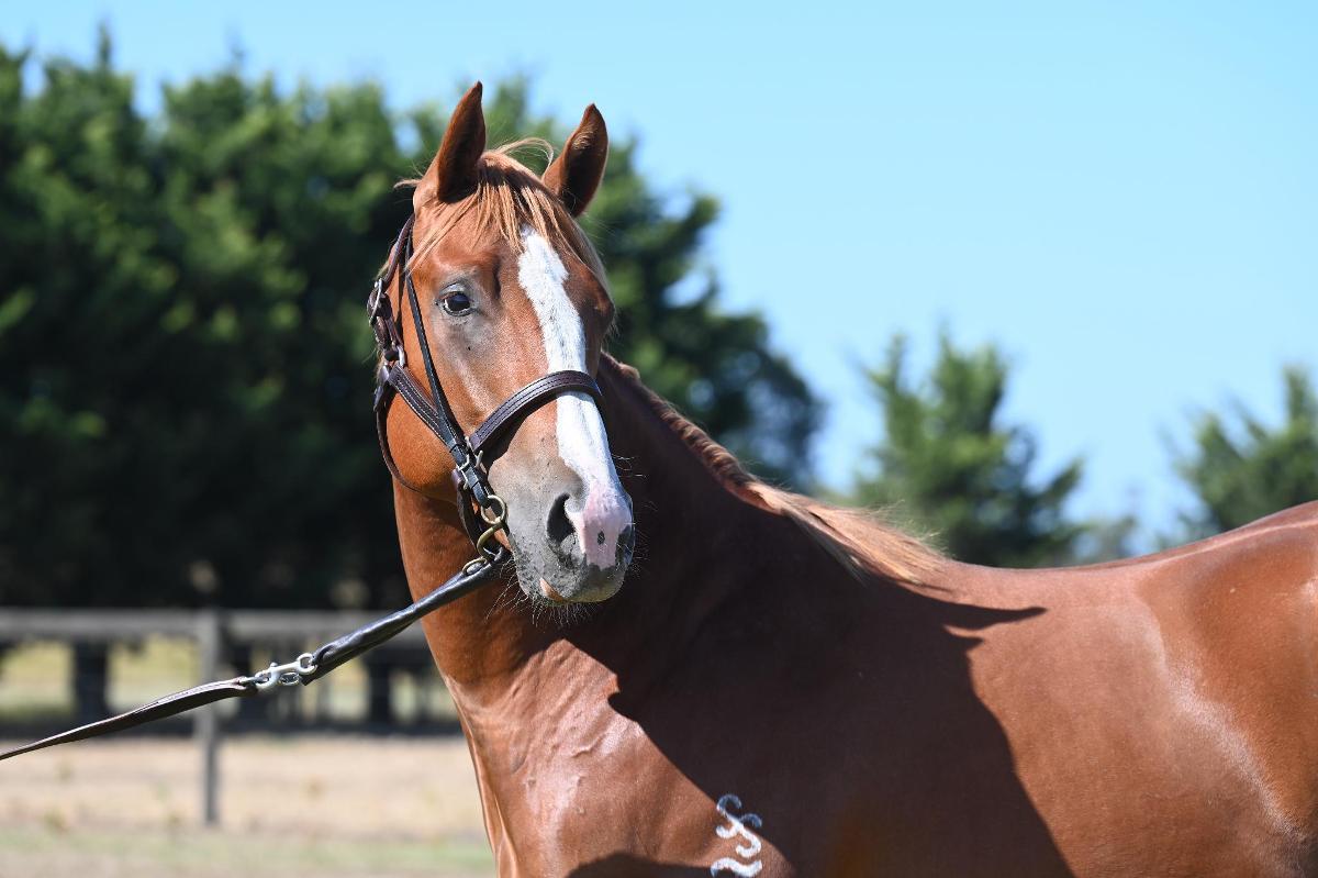 Frankel x Global Brand (USA) colt