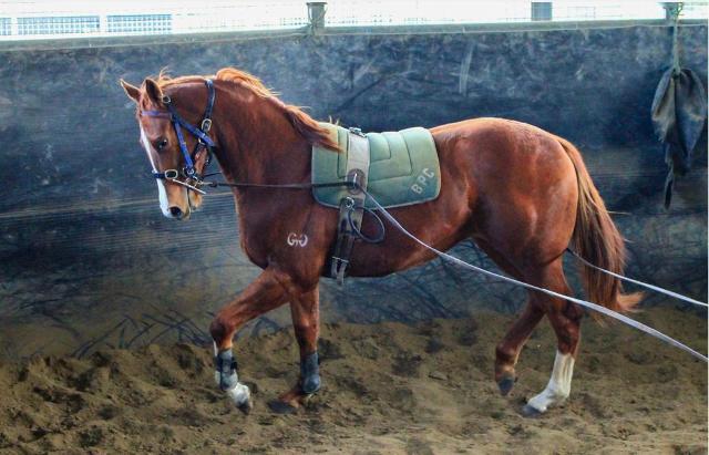 Street Boss x Ariege ‘23 Filly