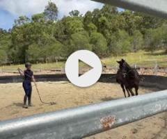 Spirit of Boom x Marluccio Filly