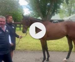 Shamexpress x Sensibility NZB READY TO RUN!