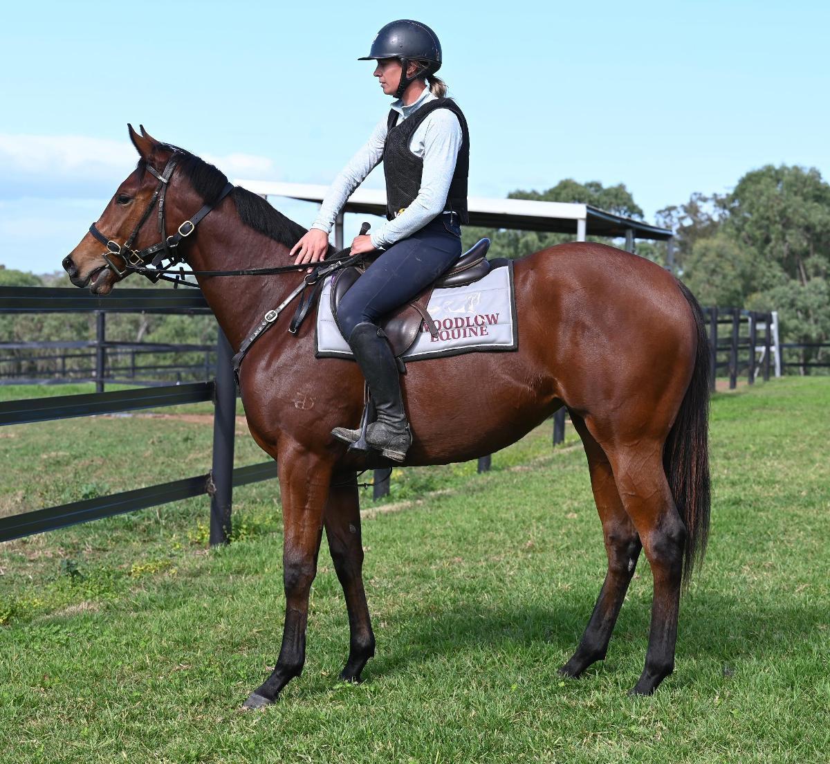 Hellbent x Crimson Rush filly