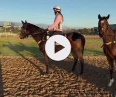 Brutal x Rock The World Colt